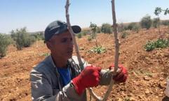 Şanlıurfa'da aşılama dönemi başladı: Her tarlada yapılıyor