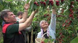 Amasya kirazı lezzetli ve kaliteli, bu yıl 50 bin ton rekolte bekleniyor