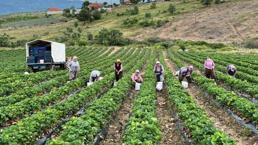 Manisa'da yetişiyor! Doğal aromasıyla fark yaratıyor: Sağlıklı beslenmek isteyenlerin yeni gözdesi