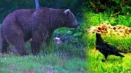 Küre Dağları'ndaki farklı türler fotokapana böyle yakalandı