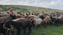 Muş'ta yayla sezonu başladı! 2 bin rakımda doğal üretim mesaisi başladı