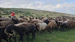 Lezzetli ve kaliteli sütün sırrı bu dağlarda saklı! Muş'ta yayla mesaisi başladı