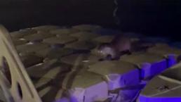 Zonguldak'ta iskeleye çıkan su samurlarını balıkla beslediler