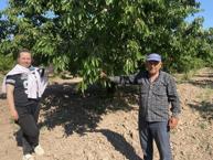 Hasatta sona yaklaşıldı! Yazın en sevilen meyvesi 60 liradan 250 liraya çıkıyor