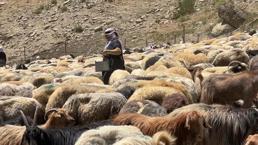 Hakkari'de berivanların zorlu mesaisi: Kavurucu güneş altında süt sağma dönemi bir aydır sürüyor