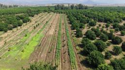 Kozan'da gün doğmadan hasada başlıyorlar, tarlada kilosu 150 liraya alıcı buluyor