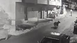 Çamlıhemşin’de vatandaşı ayı kovaladı, o anlar kameraya yansıdı