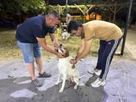 Manisa'da avcılar harekete geçti: Çipli köpekler koruma altına alınıyor!