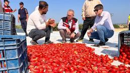 Saruhanlı'nın 'kırmızı altını' dünyaya açılıyor! 1.500 ton ihraç ediliyor