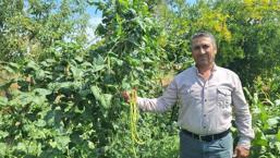 Yayla havasında yetişiyor, Kapış kapış satılıyor: Toptancıların gözdesi oldu! Günlük 4 ton satış yapılıyor