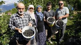 Gümüşhane’de deneme amaçlı ekildi, üretim patladı! Fındığa alternatif, üreticiye yeni kazanç kapısı oldu