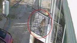 Terlik hırsızı kedi, köpek sandı gerçek çok farklı çıktı!