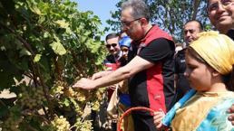 Gökçeada'da iyi tarım ve organik tarım! Adada üzüm hasadı başladı