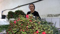 Isparta'da karanfil hasadı başladı! 250 milyon dal rekolte bekleniyor
