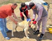 Köpek sahiplerine uyarı! Kayıt yaptırmayana 10 bin, ter edene 108 bin TL ceza