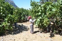 Antalya'da geciken hasat düşük rekolteye sebep oldu! Fiyatı halen 50 lira seviyesinde
