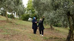 İstanbul'u bırakıp Samsun'a döndüler, 40 yıllık mirasa sahip çıktılar: İlk senede 2 ton ürün verim aldılar