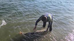 Elazığ'da oltasına takıldı! Tam 30 kilo, balıkçılar dondu kaldı