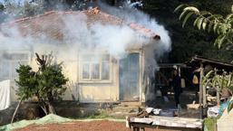İstilayla baş edemediler! İlaç yetmedi, tavuk ve hindiler devreye girdi