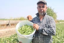 Protein ve lif bakımından zengin! Tarlada 40 lira markette 140 lira