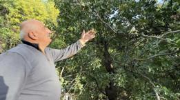 50 yıl önce getirip memleketine dikti! Şimdi göçün önüne geçecek gelir kapısı oldu