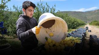 Limon ithalatına vergi ayarı! 31 Temmuz'a kadar uygulanacak
