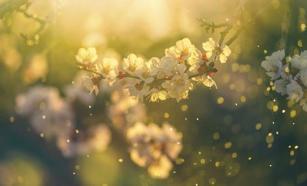 Polenin faydaları nelerdir? Polen neye iyi gelir, ne kadar tüketilmelidir?