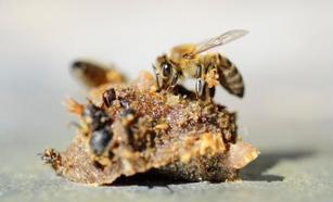 Propolis faydaları nelerdir? Propolis neye iyi gelir, ne kadar tüketilmelidir?