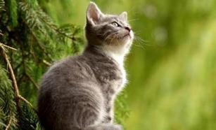 Rüyada kedi görmek ne anlama gelir? Rüyadaki kedi neye işaret eder?
