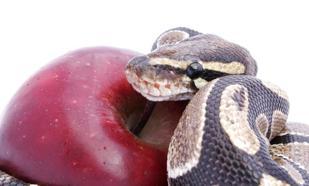 Hz. Adem kaç yıl yaşadı? Hz Adem kaç yaşında öldü?