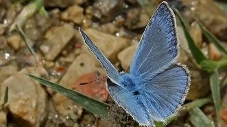 Büyüleyici güzellikteki mavi kelebekler sadece Adana'da