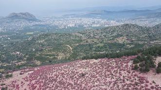 Adana'da zakkumlar çiçek açtı, dağlar renklendi