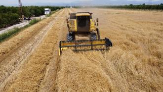 Gaziantep'te buğday hasadı başladı