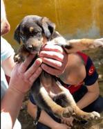 Atık su borusuna sıkışan yavru köpekleri itfaiye kurtardı