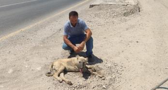 Diyarbakır Bismil'de otomobilin çarpması sonucu yaralanan köpek, tedaviye alındı