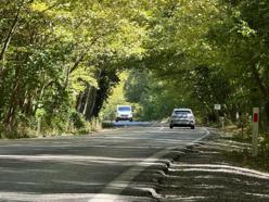 'Ağaç tünel yol' hayran bırakıyor