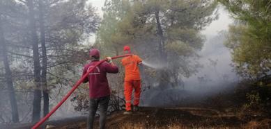 Kahramanmaraş’taki yangında 15 hektar orman zarar gördü