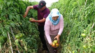 Mersin'de çiftçilerin kullandığı yöntem kazancı arttırdı! Yılda 70 bin TL tasarruf sağlıyor