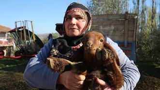 Tokat'ta çiftçi aile devlet desteğiyle sürü sahibi oldu