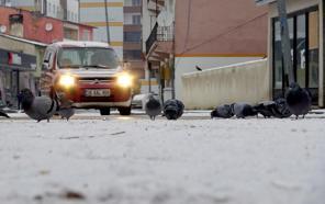 Kars, Ardahan, Ağrı ve Tunceli'de kar yağışı etkili oldu