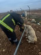 Mardin'de başı tenekeye sıkışan köpeği itfaiye kurtarıldı