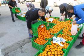 Bodrum'da 10 ton mandalina dağıtıldı