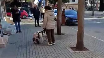 Avcılar'da sokak kedisini öldüren yasaklı ırk köpeğin sahibi yakalandı