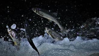 İnci kefali göçü öncesi suyun sıcaklık derecesi ölçüldü