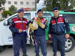 Aydın'da yaralı halde bulunan leylek koruma altına alındı