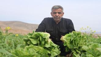 Amik Ovası'nda yaşanan kuraklık marul hasadında verimi olumsuz etkiledi