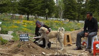 Nevşehir'de duygulandıran vefa! Sahibi ölen 'Garip' isimli köpek mezarın başından ayrılmıyor!