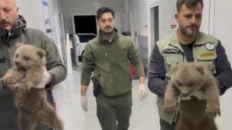 Annelerine ulaşılamayan yavru ayılar koruma altına alındı