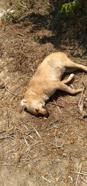 Zehirlendikleri öne sürülen 6 sokak köpeği ile 2 kedi öldü
