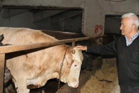 Kurban Bayramı heyecanı vatandaşları sardı! Başkentliler uygun fiyatlı kurbanlık alımında bu ile gidiyor
